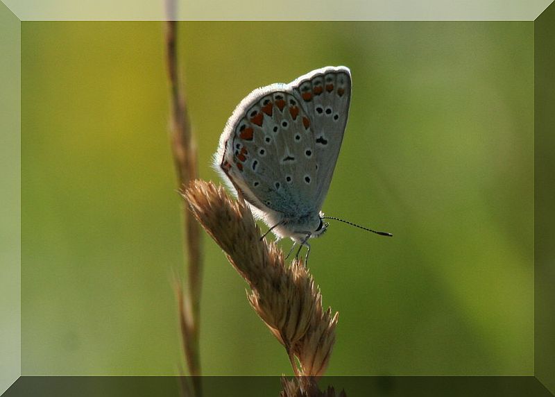 e queste due sono uguali? - Polyommatus icarus